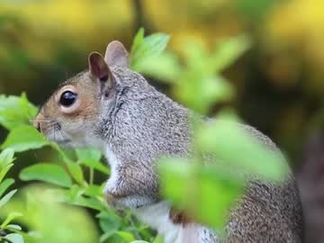 Profile of pistachio002