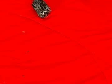Paula_Willss December 17, 2024 Chaturbate stream image