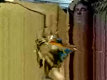 Knock2wice1975 December 18, 2024 Chaturbate stream image