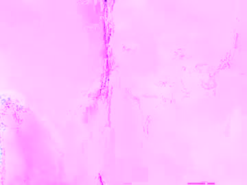 Wildchilly_Pearl19 December 27, 2024 Chaturbate stream image