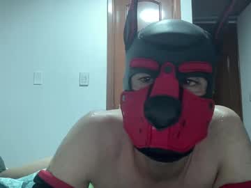 Elperroylagata December 29, 2024 Chaturbate stream image