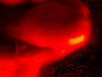 Whor4mor January 07, 2025 Chaturbate stream image