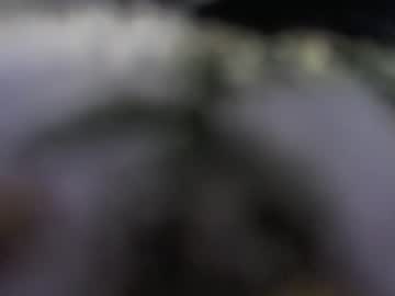 Flojox123 January 11, 2025 Chaturbate stream image