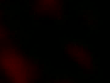 Ryanstar7 January 18, 2025 Chaturbate stream image