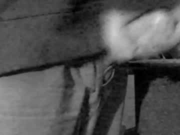 Sodesperateoh January 27, 2025 Chaturbate stream image