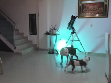 Nairobi_Latin February 11, 2025 Chaturbate stream image