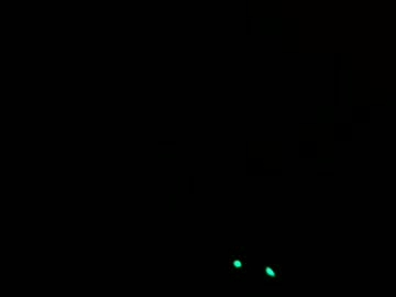 Genegreen May 21, 2025 Chaturbate stream image
