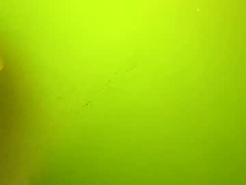 Pharofirm June 11, 2025 Chaturbate stream image