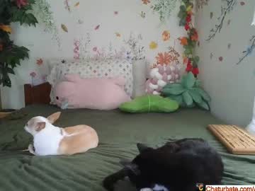Aliceriverscam June 17, 2025 Chaturbate stream image