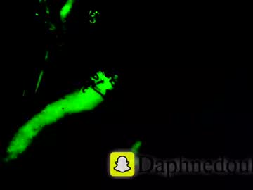 Daphnedixon June 28, 2025 Chaturbate stream image