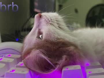 Pambeeslyy July 04, 2025 Chaturbate stream image