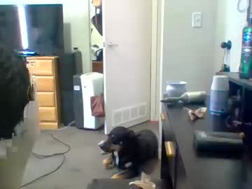 Babie_Girl_Xo August 07, 2025 Chaturbate stream image
