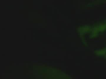 911jackking September 03, 2025 Chaturbate stream image