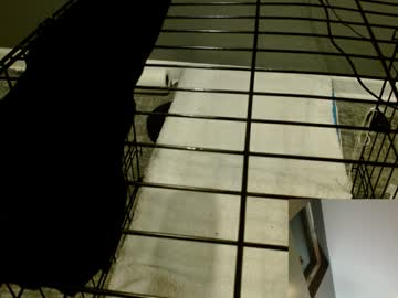 Cagedboytoy October 01, 2025 Chaturbate stream image