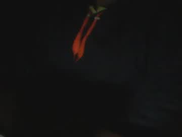 Dolcedillei November 09, 2025 Chaturbate stream image