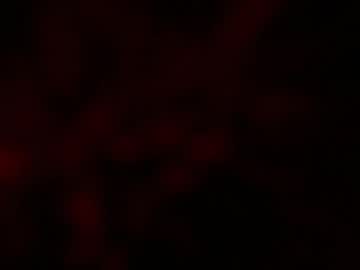 Kloelamaravilla18 December 07, 2025 Chaturbate stream image