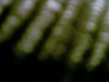 Tizianowien March 08, 2026 Chaturbate stream image