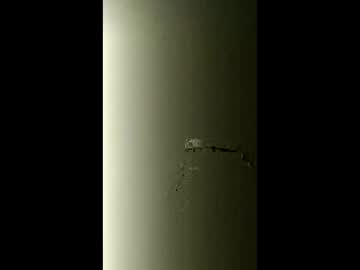 Shylomm88 May 17, 2026 Chaturbate stream image