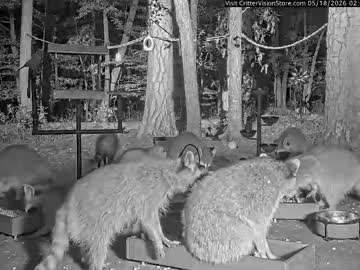 Multichill May 18, 2026 Chaturbate stream image