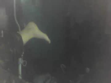 Beccabee37 June 01, 2026 Chaturbate stream image
