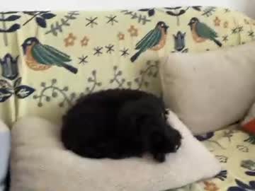 Hey__Lucy June 23, 2026 Chaturbate stream image